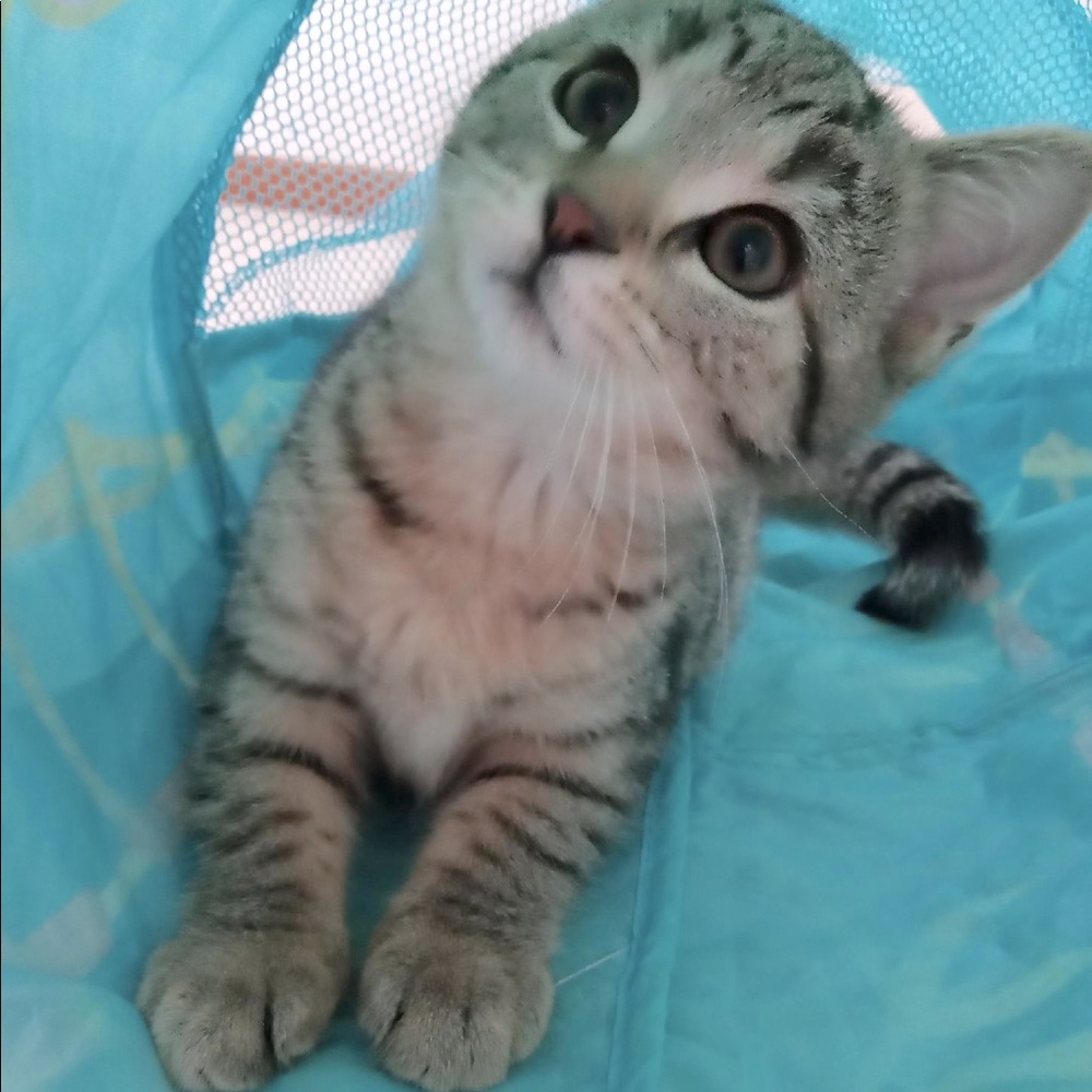 Meet your Posher, Darla